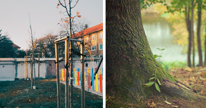 Konečne! V Seredi pribudne 100 nových stromov v meste. Viete kde?