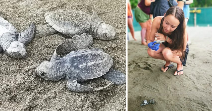 Seredčanka Romana Adamcová zachraňuje korytnačie mláďatá a vysádza stromy ako dobrovoľníčka na Kostarike