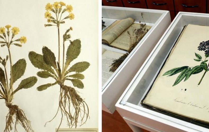 Herbár liečivých rastlín môžete vidieť už budúci týždeň v mestskom múzeu