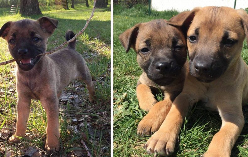 Dve rozkošné šteniatka zo seredského OZ Tulák túžia po novom domove