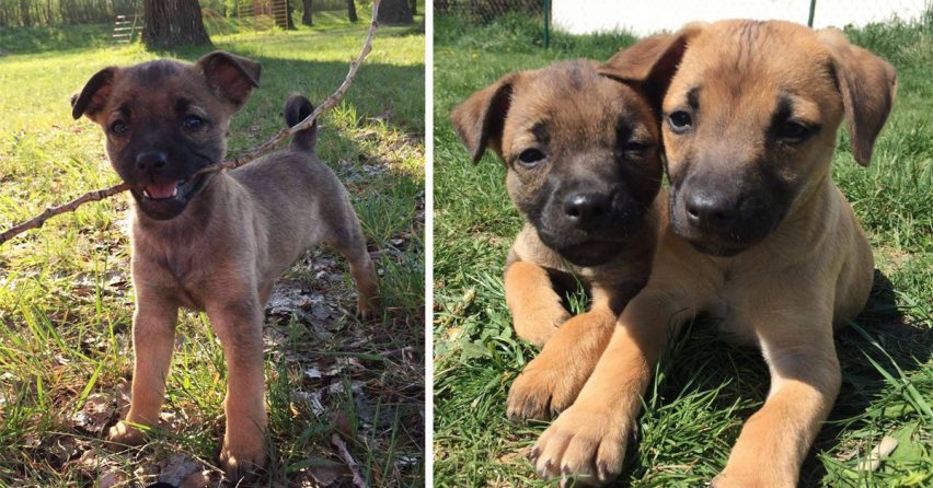 Dve rozkošné šteniatka zo seredského OZ Tulák túžia po novom domove