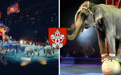 Od 1. novembra 2019 nesmú v cirkusoch na Slovensku vystupovať zvieratá. V Seredi tak už neuvidíte slony alebo primáty