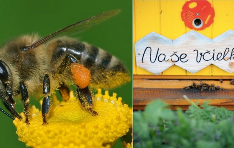 Adoptujú si Seredčania svoj vlastný úľ? Včela je najdôležitejším živočíchom na Zemi