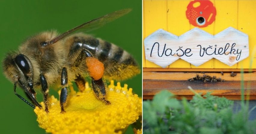 Adoptujú si Seredčania svoj vlastný úľ? Včela je najdôležitejším živočíchom na Zemi