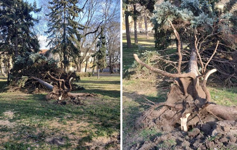 Silný vietor dokázal vyvaliť strom v Zámockom parku. Dávajte si pozor, vietor ešte neutícha