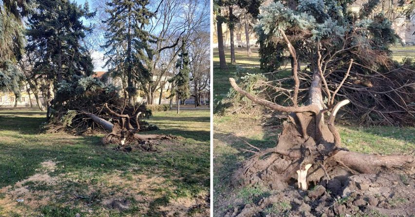 Silný vietor dokázal vyvaliť strom v Zámockom parku. Dávajte si pozor, vietor ešte neutícha