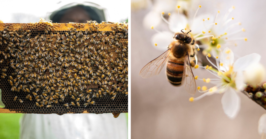 Budú včely na Slovensku chráneným živočíchom? Minister životného prostredia vidí problém v chemických postrekoch