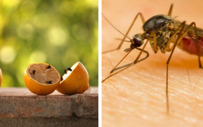 Otravujú vás už komáre? Tu sú najlepšie tipy proti nim. Vyrobiť a vyskúšať si ich môžete aj doma