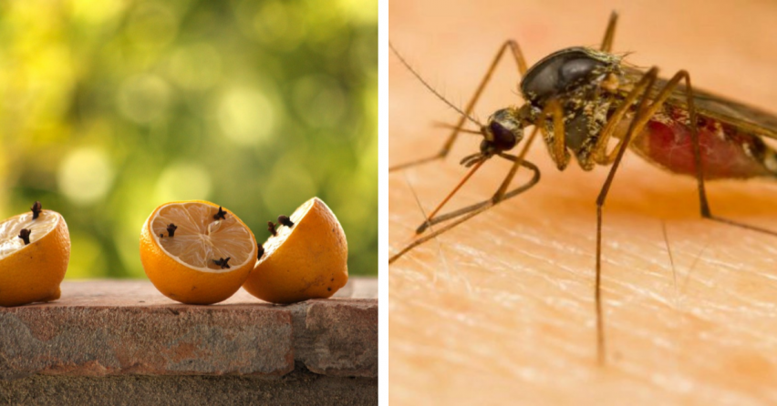 Otravujú vás už komáre? Tu sú najlepšie tipy proti nim. Vyrobiť a vyskúšať si ich môžete aj doma