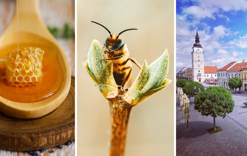 Tento unikátny Trnavský včelársky festival musíte navštíviť. V Trnave na vás čaká budúci týždeň skvelý program