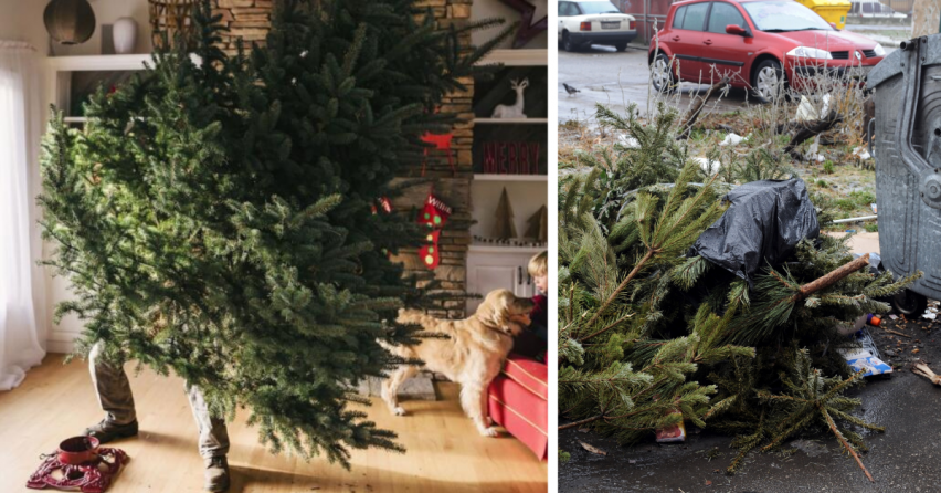 Vianočné stromčeky končia nielen na skládkach a v spaľovniach. Kedy bude prebiehať ich zber v Seredi?