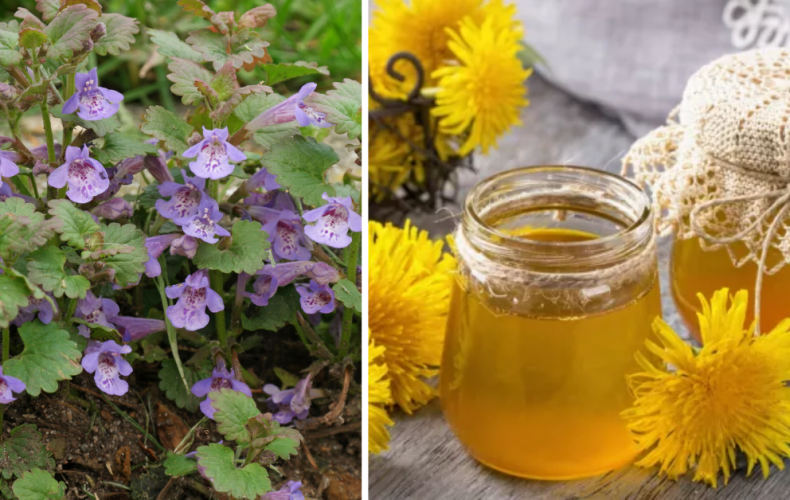 Viete ako si vyrobiť púpavový med? Prinášame vám bylinkové recepty, ktoré si doma ľahko pripravíte práve teraz