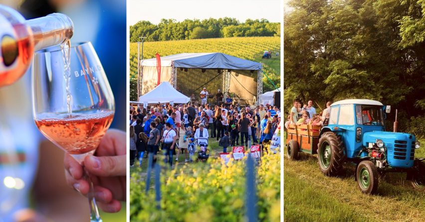 Vinárstvo BAYNACH pozýva všetkých milovníkov kvalitného vína na podujatie Špacírka po vinici v neďalekých Bojničkách