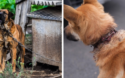 Parlament schválil zákaz držania psa na reťazi alebo šnúre. Nová legislatíva začne platiť od budúceho roku