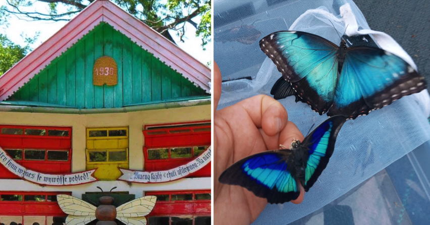 V blízkosti Serede nájdete vyše 200 voľne poletujúcich motýľov z tropických oblastí. Navštívte Motýliu záhradu na Paseke v obci Kráľová pri Senci
