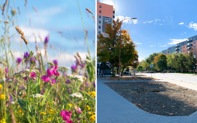 Cukrovarská ulica v Seredi sa okrem novej dlažby dočká aj výsadby lúčnej zmesi kvetov. Na kedy je plánovaná výsadba?