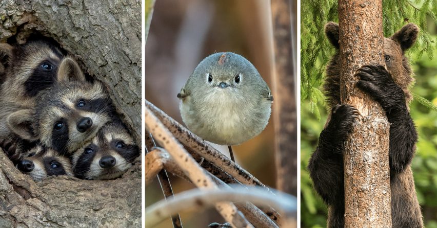 Spríjemnite si deň najvtipnejšími fotografiami zvieracej ríše tohto roka. Víťaz ocenenia Comedy Wildlife Photo Awards je už známy