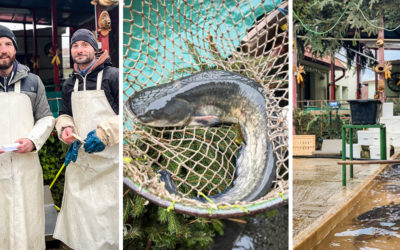 Rybársky dom v Seredi spustil predaj rýb. Okrem klasiky v podobe vianočného kapra môžete skúsiť pstruha, lososa alebo tuniaka
