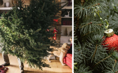 Vianočným stromčekom už pomaly odzvonilo. Kedy bude prebiehať ich zber v Seredi?