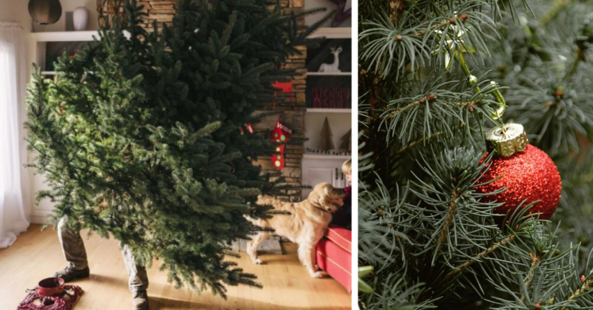 Vianočným stromčekom už pomaly odzvonilo. Kedy bude prebiehať ich zber v Seredi?