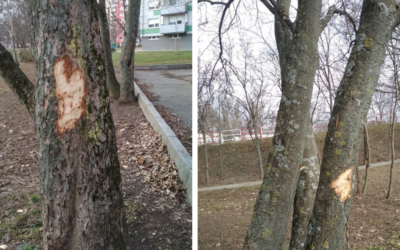 V meste vyčíňajú „stromoví vandali“. Poškodili už niekoľko javorov a jaseňov na Garbiarskej ulici