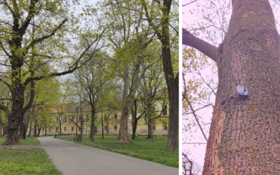 Stromy v Zámockom parku dostali arboristický štítok. Náš park je jedným z mála na Slovensku, kde takéto informácie nájdete