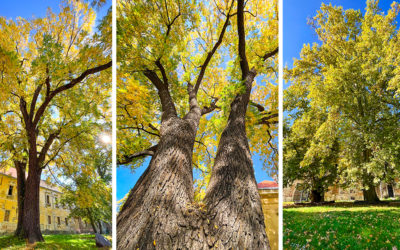 Vedeli ste, že 20. október je Medzinárodný deň stromov? Aké vzácne stromy máme v Seredi?