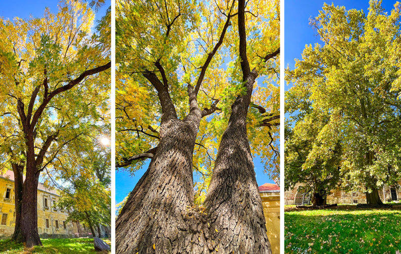 Vedeli ste, že 20. október je Medzinárodný deň stromov? Aké vzácne stromy máme v Seredi?