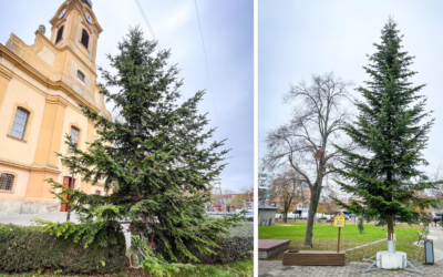 Darované vianočné stromčeky potešia oči mnohých Seredčanov. Videli ste ich už?