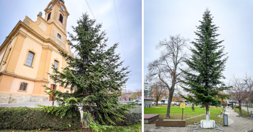 Darované vianočné stromčeky potešia oči mnohých Seredčanov. Videli ste ich už?