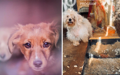 Pri Seredi bola odhalená množiareň psov, ktorá funguje už dvadsať rokov. Psy trpeli v katastrofálnych podmienkach