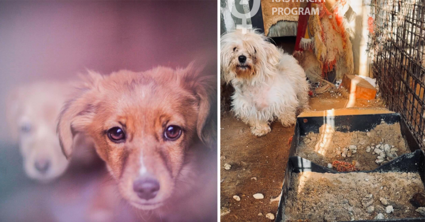 Pri Seredi bola odhalená množiareň psov, ktorá funguje už dvadsať rokov. Psy trpeli v katastrofálnych podmienkach