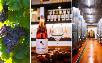 Spoznajte jedinečné vinárstvo Šintavan ako nikdy predtým. Ich ponuka vín si získava srdcia nielen zákazníkov, ale aj odbornej poroty