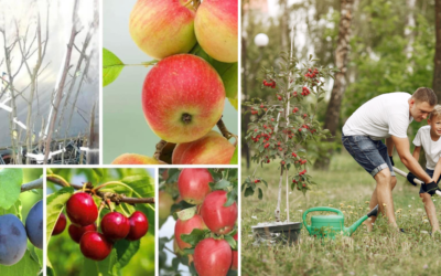 Až 800 ovocných stromov rôznych odrôd skrášli šopornianske záhrady. Stromčeky získala obec zapojením sa do charitatívnej akcie