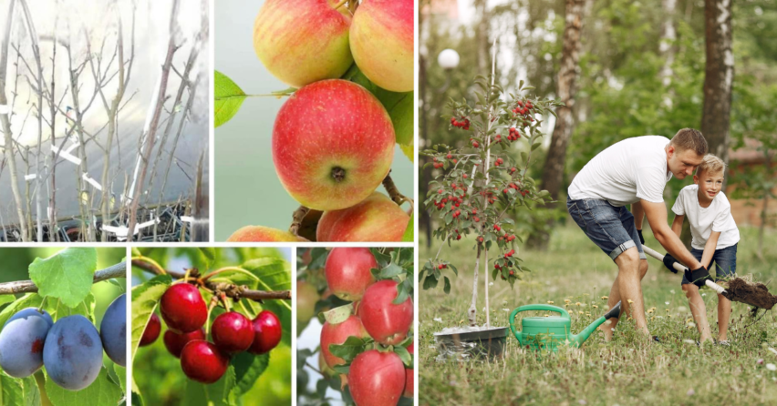 Až 800 ovocných stromov rôznych odrôd skrášli šopornianske záhrady. Stromčeky získala obec zapojením sa do charitatívnej akcie