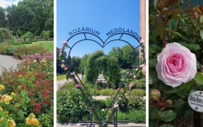 Tip na výlet: navštívte krásne miesto v neďalekej Dolnej Krupej. Rozárium s 90 odrodami ruží ohúri nejedného návštevníka