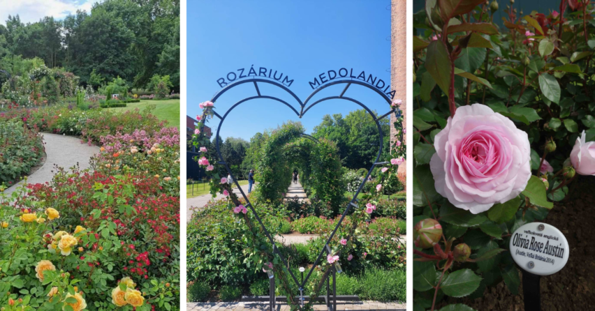 Tip na výlet: navštívte krásne miesto v neďalekej Dolnej Krupej. Rozárium s 90 odrodami ruží ohúri nejedného návštevníka