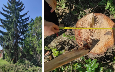 V Seredi sa objavili podvodníci, ktorí spílili stromy a požadovali za to od majiteľov peniaze. Mestská polícia Sereď prešetruje tento prípad