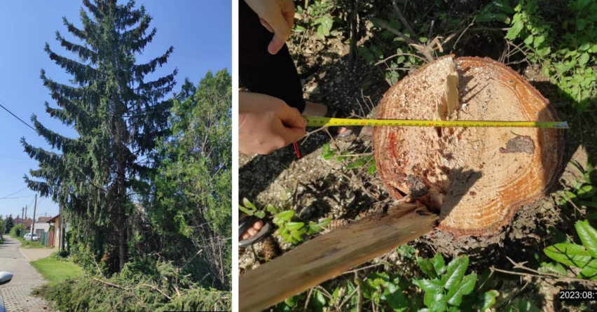 V Seredi sa objavili podvodníci, ktorí spílili stromy a požadovali za to od majiteľov peniaze. Mestská polícia Sereď prešetruje tento prípad