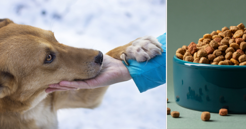 Viete ako jednoducho môžete pomôcť dobrovoľníkom v OZ Tulák naplniť prázdne psie brušká?