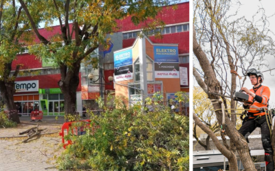 V našom meste sa zrealizovalo ošetrovanie stromov. Mesto chce predísť možnej hrozbe pre okoloidúcich