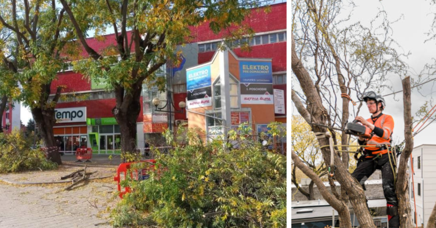 V našom meste sa zrealizovalo ošetrovanie stromov. Mesto chce predísť možnej hrozbe pre okoloidúcich