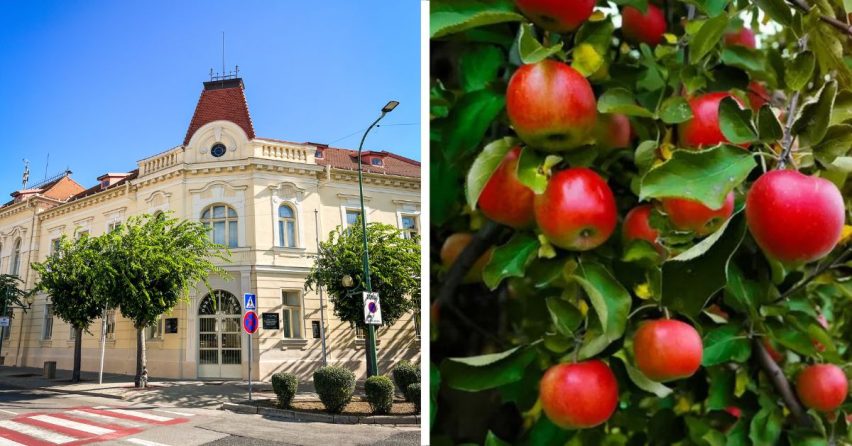 Mesto Sereď rozdalo ovocné stromy. Veľký záujem záhradkárov radnicu prekvapil