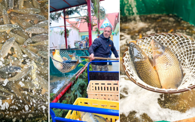 Kde kúpiť najčerstvejšie ryby na štedrovečerný stôl? Ponuka Rybárskeho domu je aj tento rok veľmi zaujímavá