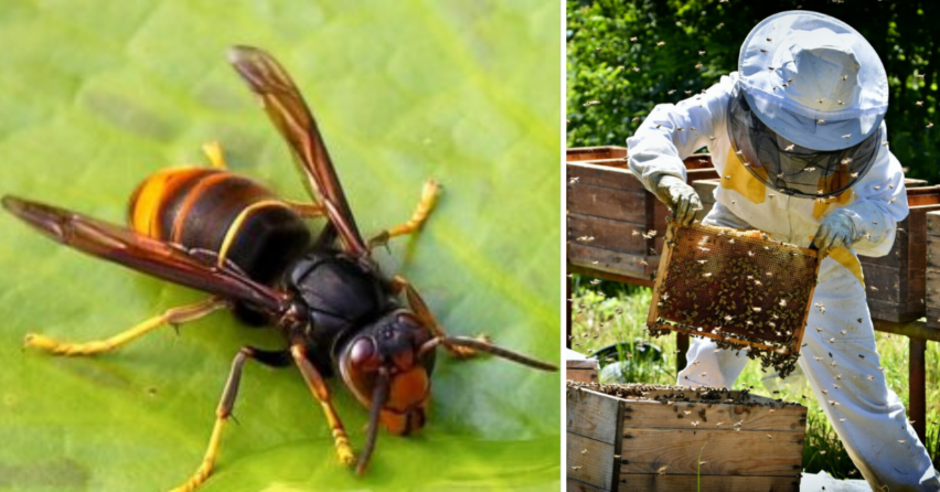 Zabijak včiel ohrozuje Európu. Rozšíri sa sršeň ázijský aj k nám?