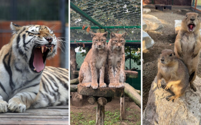 Panthera Park je výnimočné miesto s najväčším počtom mačkovitých šeliem v Európe, ktoré sa nachádza len hodinu od Serede