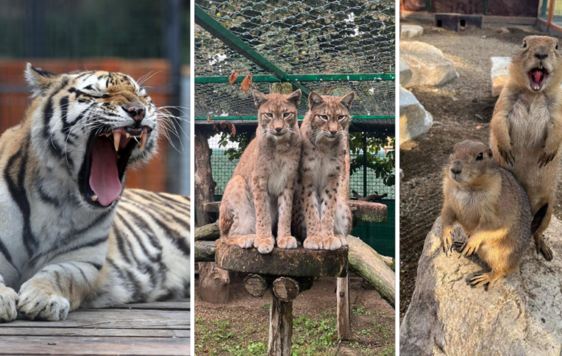 Panthera Park je výnimočné miesto s najväčším počtom mačkovitých šeliem v Európe, ktoré sa nachádza len hodinu od Serede
