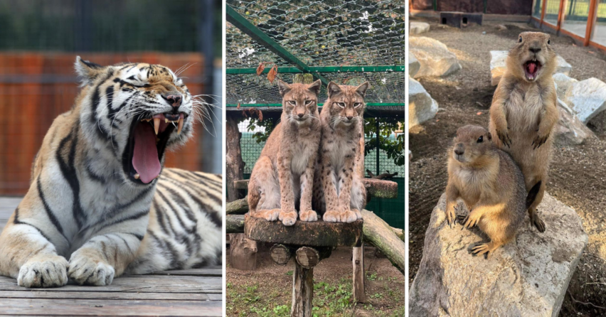 Panthera Park je výnimočné miesto s najväčším počtom mačkovitých šeliem v Európe, ktoré sa nachádza len hodinu od Serede