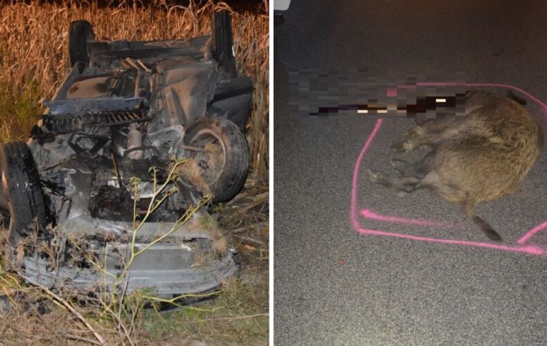 Diviak spôsobil v stredu večer pri Sládkovičove dopravnú nehodu, po ktorej skončilo jedno prevrátené auto na streche