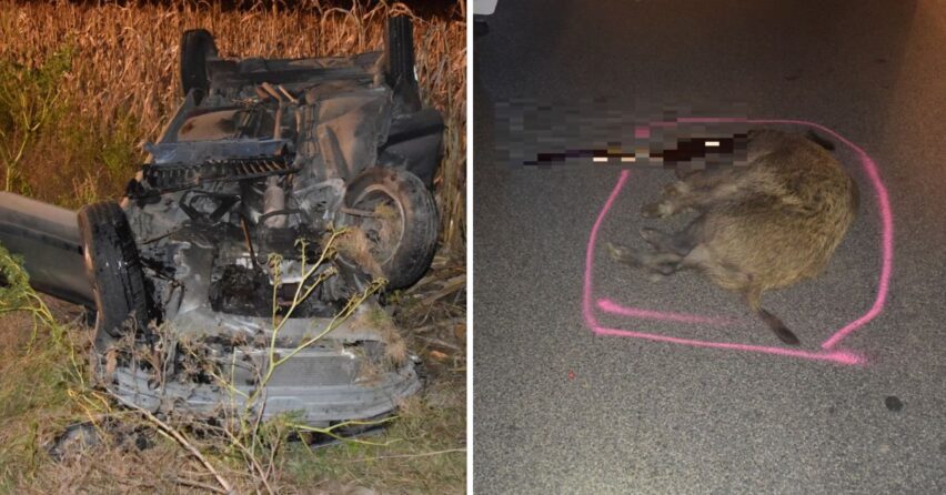 Diviak spôsobil v stredu večer pri Sládkovičove dopravnú nehodu, po ktorej skončilo jedno prevrátené auto na streche